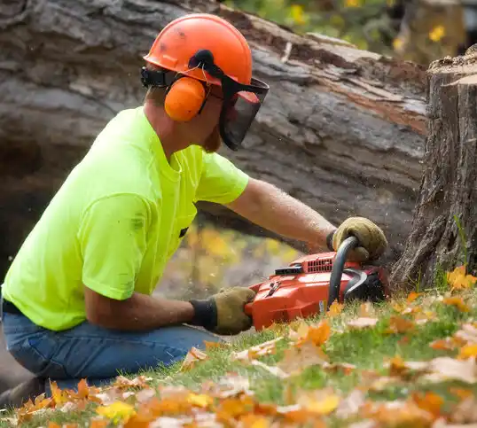 tree services Laurel Hill